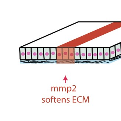 ECM-driven tissue folding