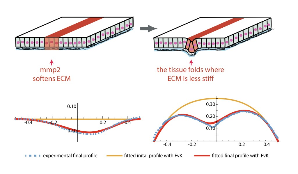 Schematic and model fits of ECM softening inducing epithelial folding