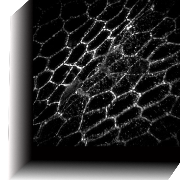 Extended depth of field super resolution