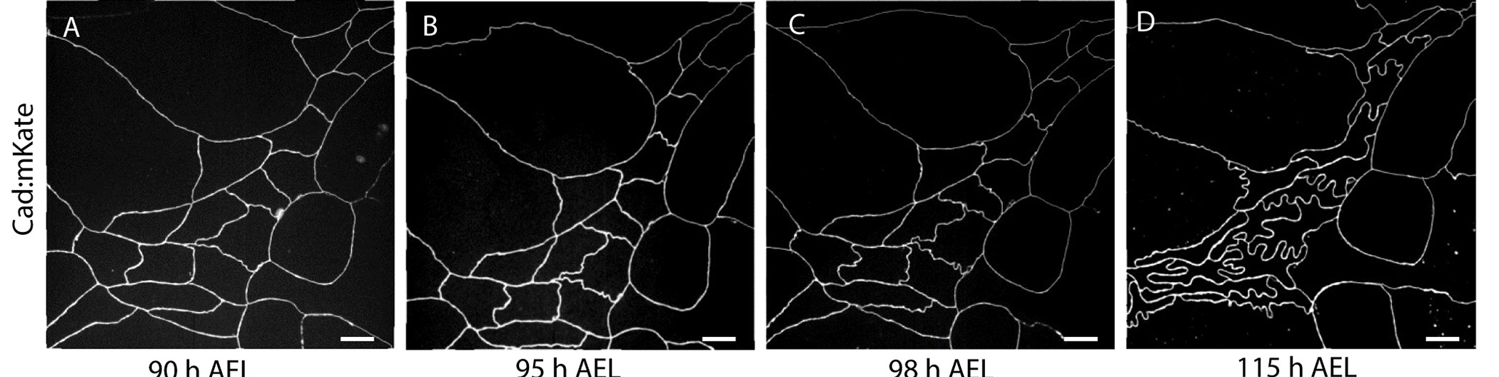 Histoblast junctions buckling from straight polygons to jigsaw folds