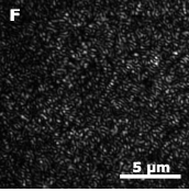 Speckle statistics from programmable modulators