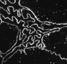 Mechanobiology