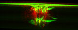 Image confocale et de fluorescence d'un dommage en surface